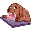 Dogs 28