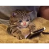 gatitos:3 miau 20