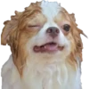 Perritos 28