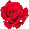 Rose Day 28