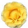 Flores 2 30