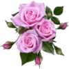 Rose Day 30