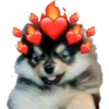 Yeontan 5