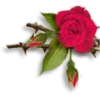 цветы 10