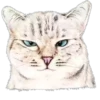 Cat Talk 5