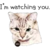 Cat Talk 6