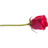 цветы 12