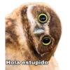 O
Hola estupido