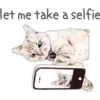 Cat Talk 7