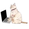 Cat Talk 8