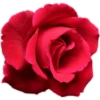цветы 14