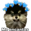 Yeontan 10
