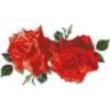 цветы 15