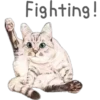 Cat Talk 9
