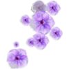 цветы 16