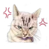 Cat Talk 10