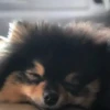 Yeontan 12