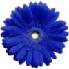 цветы 18