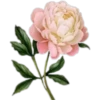 цветы 19