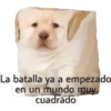 lomitos bonitos 8