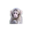 animales 2 20