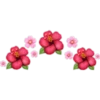 цветы 21