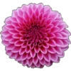 цветы 22