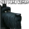 QUE PASA NEGRO
haddderbonilla