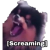 Yeontan 19