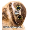 O
Hola estupida