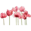 цветы 23