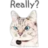 Cat Talk 17