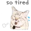 Cat Talk 18