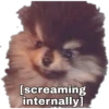 Yeontan 26