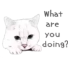 Cat Talk 19