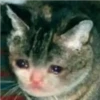 cute cat reactions 22