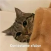 Contéstame xfabor