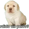 Perrito 6