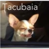 Tacubaia