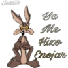Coyote (canis latrans) 7