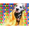 Perritos Con Corazones 7