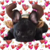 Puppies de ♡♡♡ 5