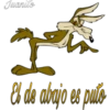 Coyote (canis latrans) 11