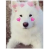 Perritos Con Corazones 10