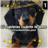 1
Si supieras cuánto te amo
@Cositaslindas.post