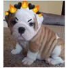 Perritos Con Corazones 11