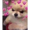 Perritos Con Corazones 12