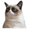 Memes Pack 1 14