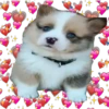 Puppies de ♡♡♡ 7