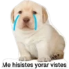 LUCHO 15